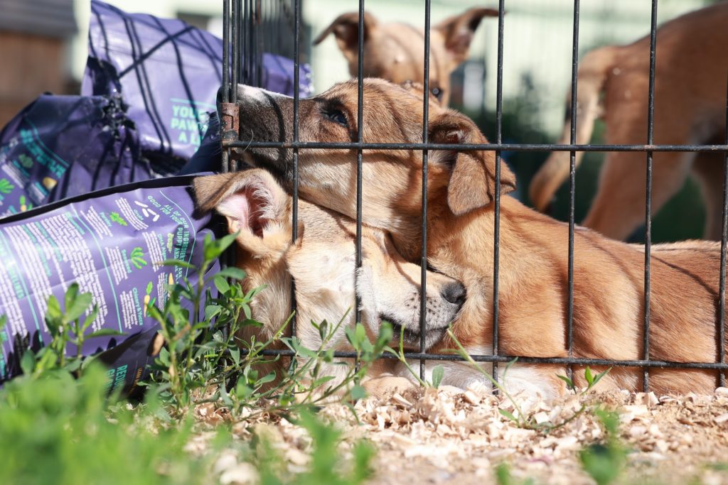 Dogs in a cage