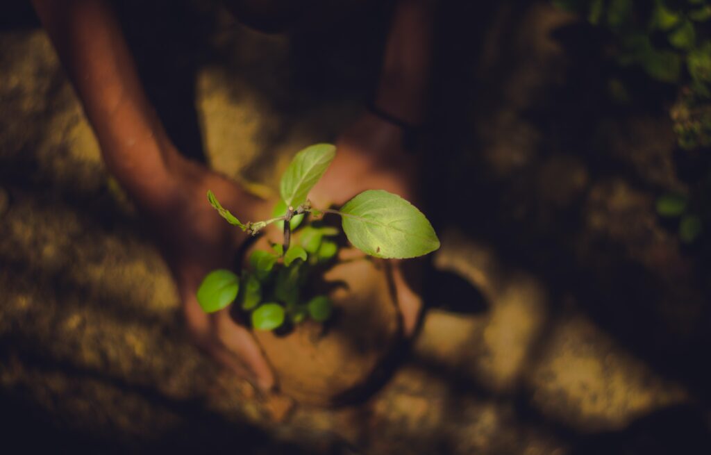 Planting a small tree